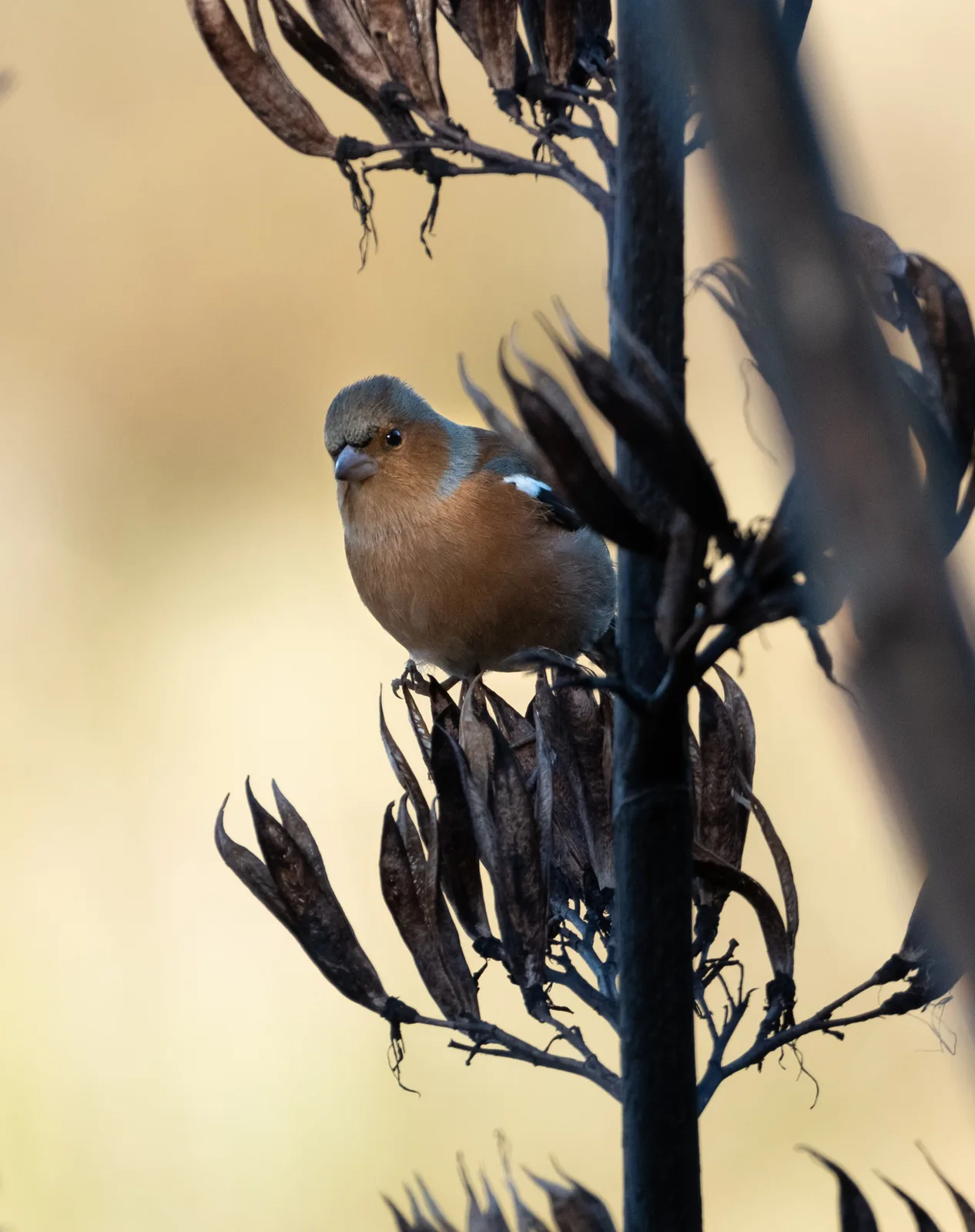 A chaffinch perched on dead flax stalks against warm gold