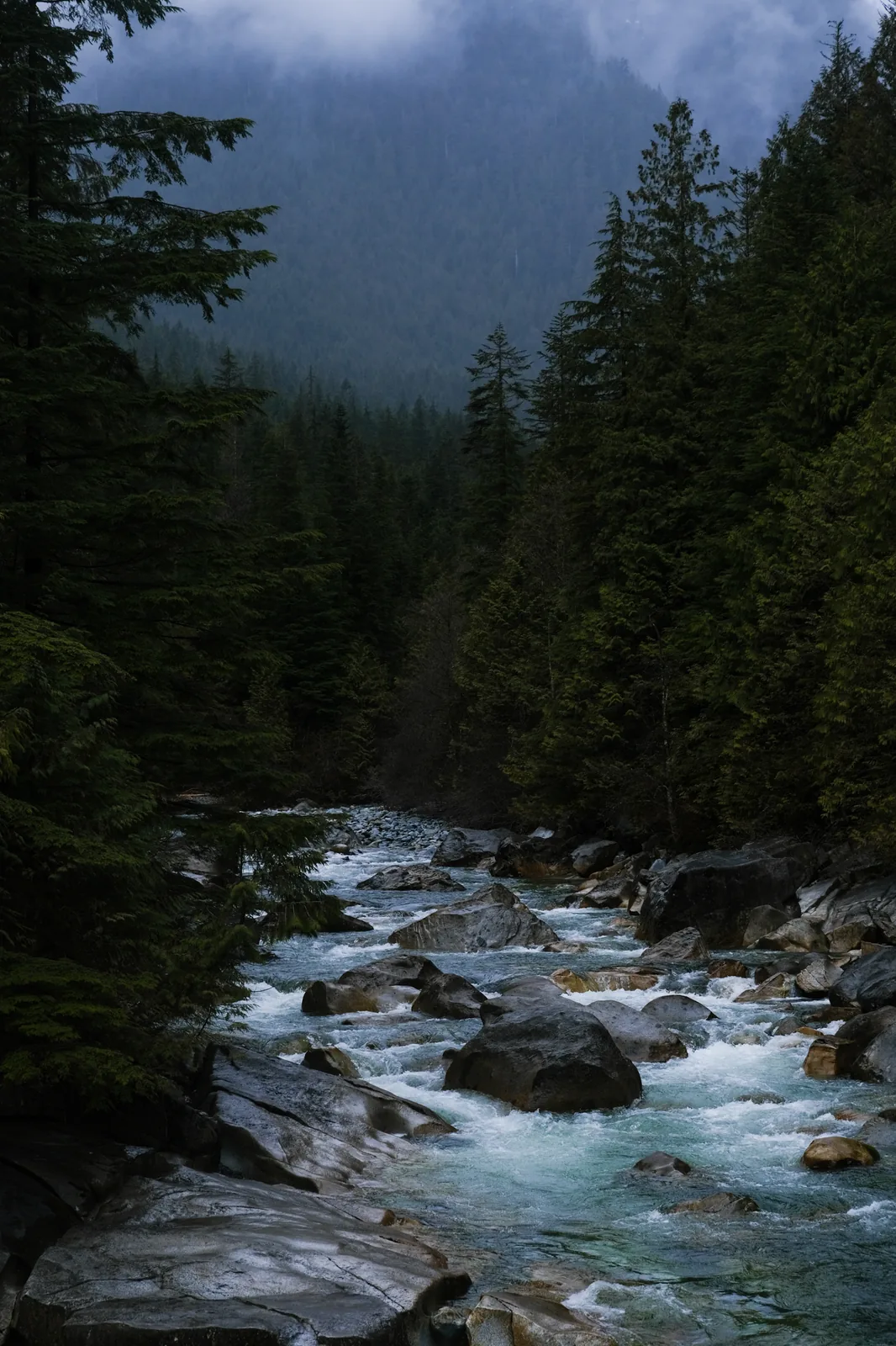 A boulder stream running out of dark misty conifer forest