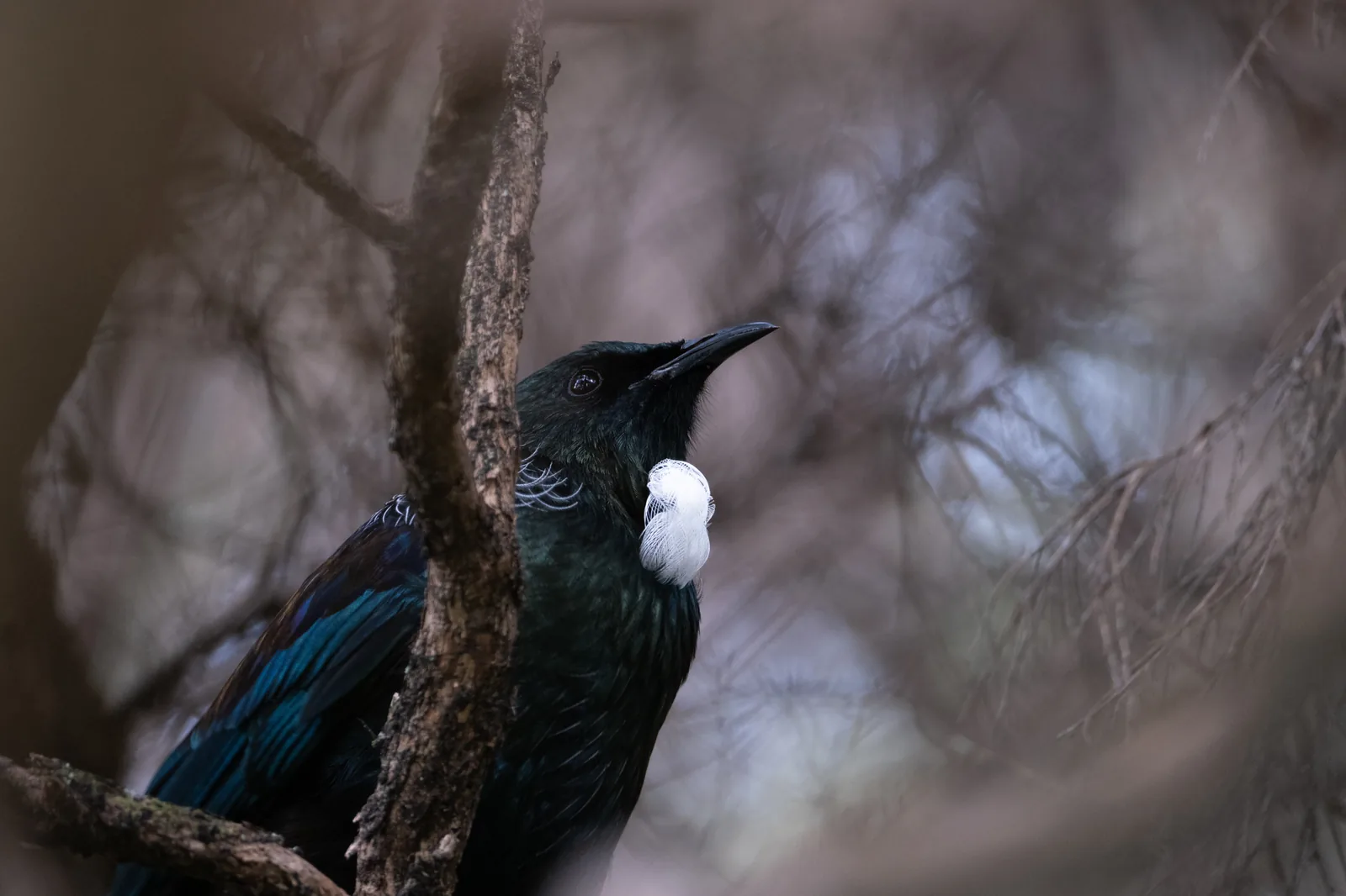 A tūī looking up through a blur of branches